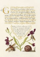 Mira Calligraphiae Monumenta antik kézirat kalligráfia reprint csiga szegfű légy kérész virág nyomat