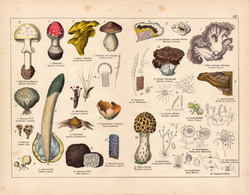 Gomba, szarvasgomba, vargánya, gyilkos galóca, litográfia 1887, eredeti, növény, virág, nyomat