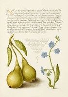 Antik grafika körte gyümölcs tavaszi békaszem kék virág rajz botanikai illusztráció reprint nyomat