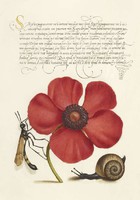 Antik grafika kézirat piros szellőrózsa lószúnyog csiga rajz botanikai illusztráció reprint nyomat