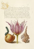 Antik grafika tulipán körte kék hernyó tornyos csigaház rajz botanikai illusztráció reprint nyomat