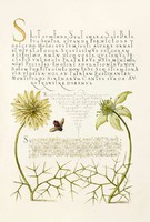 Antique artwork black cumin nigella flower bee wasp drawing botanical illustration reprint print