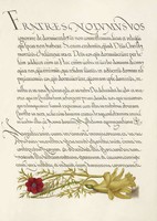Antik grafika kézirat lap hérics piros vörös sárga virág rajz botanikai illusztráció reprint nyomat