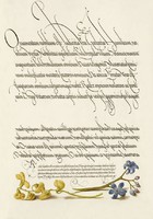 Antik grafika sárga pukkanó dudafürt kék csillagvirág rajz botanikai illusztráció reprint nyomat