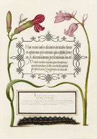 Antik grafika kézirat lap szegfű kékcsengő hernyó rovar rajz botanikai illusztráció reprint nyomat