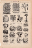 Zöldségfélék I. és II. (1), egyszínű nyomat 1892, magyar, Athenaeum, növény, zöldség, répa, hagyma