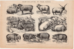 Háziállatok III. és IV. (2), egyszínű nyomat 1892, magyar, Athenaeum, állat, szarvasmarha, sertés