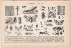 Rovarok I. és II. (2), egyszínű nyomat 1892, magyar, Athenaeum, állat, rovar, hasznos, káros, bogár