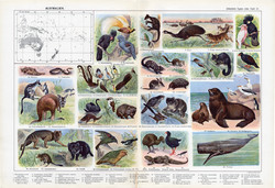 Ausztrália állatvilága, színes nyomat 1909, eredeti, 32 x 47, német nyelvű, állat, kenguru, madár