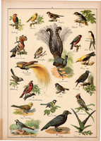 Madár, fecske, rigó, holló, veréb, pinty, litográfia 1899, eredeti, 24 x 34 cm, nagy méret, állat