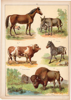 Ló, szamár, zebra, szarvasmarha, bölény, litográfia 1899, eredeti, 24 x 34 cm, nagy méret, állat