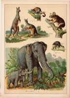 Elefánt, kenguru, oposszum, koala, oposszum, litográfia 1899, eredeti, 24 x 34 cm, nagy méret, állat