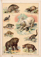 Hiéna, borz, jegesmedve, medve, mosómedve, litográfia 1899, eredeti, 24 x 34 cm, nagy méret, állat
