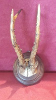 Antique deer antler, trophy