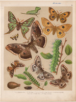 Magyarország lepkéi (29), litográfia 1907, nyomat, lepke, pillangó, hernyó, Saturnia Pyri, Pavonia