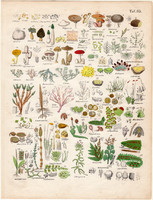 Növények (83), színezett fametszet 1854, német, növény, virág, gomba, haraszt, alga, moszat