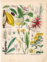 Növények (73), színezett fametszet 1854, növény, virág, kakaó, cédrátcitrom, feketegyökér, cajuput