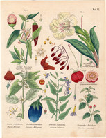 Növények (21), színezett fametszet 1854, növény, virág, paprika, lampionvirág, padlizsán, bogyós
