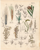Növények (11), színezett fametszet 1854, növény, virág, árpa, réti perje, köles, olasz muhar, zab