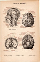 Az emberi agy, színes nyomat 1888, német nyelvű, litográfia, eredeti, anatómia, ember, gyógyászat