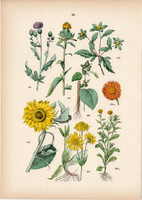 Hegyi árnika, farkasfog, napraforgó, körömvirág, bojtorján, szeklice litográfia 1884, növény, virág