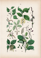 Mezei szil, mézgás éger, molyhos nyír, gyertyán, antiaris toxicaria litográfia 1884, növény, fa