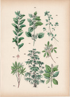 Puszpáng, ricinus, kaucsukfa, jatropha, kaszkarilla, apró csalán litográfia 1884, növény, fa