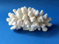 Álomszép fehér korall