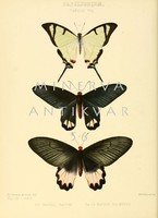 Lepkék, pillangók 5. Vintage/antik zoológiai illusztráció. Kitűnő minőségű reprint nyomat