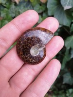 Ammonitesz őskövület, fosszília 6