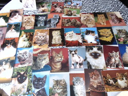 Cica macska  448 db-os képeslap gyűjtemény !!