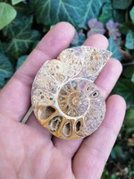 Ammonitesz őskövület, fosszília