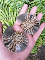 Ammonitesz őskövület, fosszília 6.