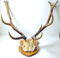 Antique deer antler trophy on wooden pedestal