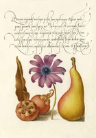 Kalligráfia díszes kézírás körte naspolya gyümölcs virág szellőrózsa 16.sz antik kézirat reprint