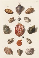 Antik grafika zoológiai illusztráció tengeri kagyló csiga csigaház X. Regenfuss 1758 reprint nyomat