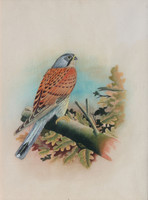 Délkelet-ázsiai festő: Egzotikus madár