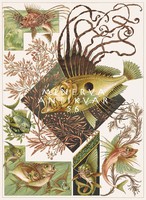 Fantastic fish a.Seder 1896 Art Nouveau print reprint, scorpion fish, sea plants