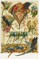 Egzotikus színes madarak hullámos papagáj makaó kakadu A.Seder 1896 szecessziós nyomat reprint
