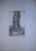 Gyula László: fir - etching