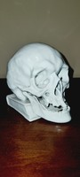 Herend skull is rare