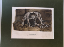 Fuchshündin une chienne renarde puppy dog lithography