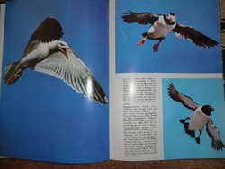 A book about birds in German burton-coleman with 1976 21x29 cm 108 color pictures