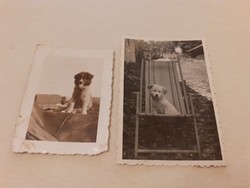 Régi fotó kiskutya fénykép 1940 körül 2 db vintage napágy