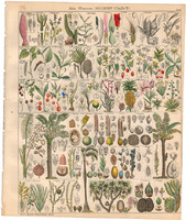 Növény rendszertan (12), litográfia 1843, virág, kókusz, pálma, iriartea, szágópálma, kála, kálmos