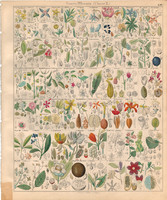 Plant taxonomy (16), lithography 1843, flower, hibiscus, malope, mallow, camellia, strip