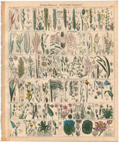 Növény rendszertan (10), litográfia 1843, virág, tündérrózsa, lótusz, perje, kukorica, ujjasmuhar