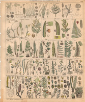 Növény rendszertan (9), litográfia 1843, virág, korpafű, tiszafa, aspidium, édesgyökerű, páfrány