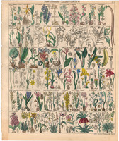 Növény rendszertan (11), litográfia 1843, virág, kókusz, pálma, iriartea, szágópálma, kála, kálmos
