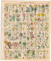 Növény rendszertan (13), litográfia 1843, virág, katáng, articsóka, hölgymál, baccharis macskagyökér